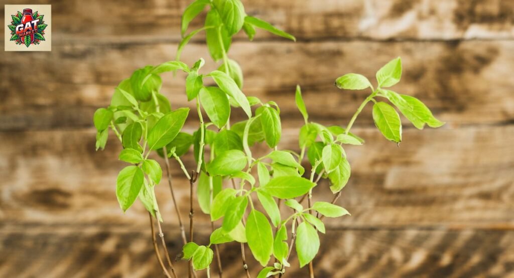 מיץ גת פתח תקווה