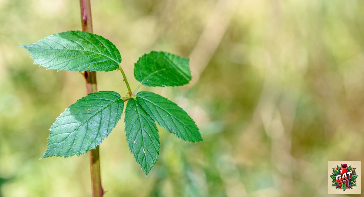 מיץ גת פתח תקווה